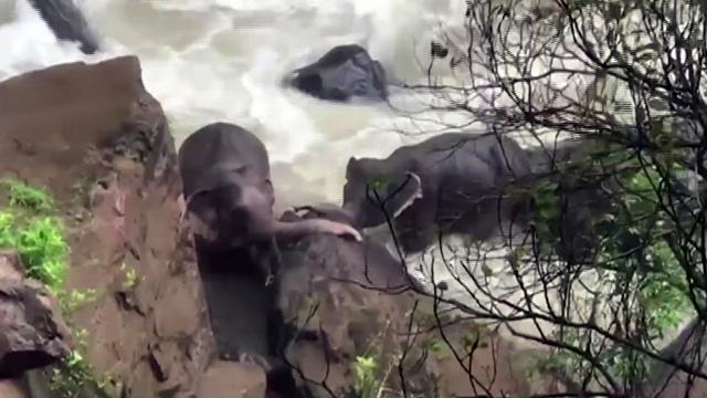 Elephants trying to save 3-year-old calf when they died
