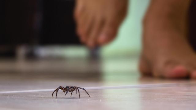 7 creepy myths about spiders debunked