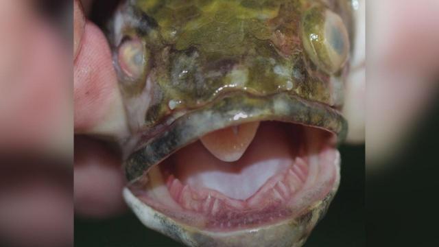 Remember this? Snakehead fish, racist outburst most read stories of 2019