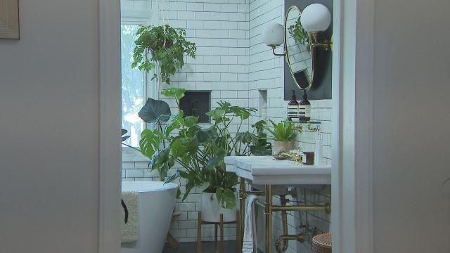Millennials are causing a booming house plant market