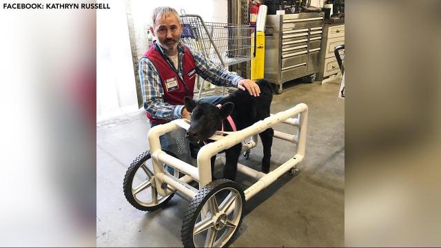 Lowe's employee in Monroe builds wheelchair for injured calf