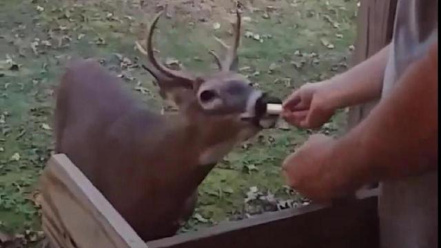 WATCH: Harnett man feeds wild deer