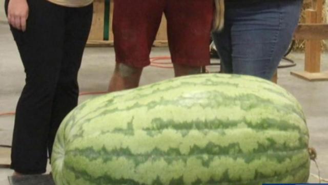 Giant watermelons, pumpkins win big at State Fair competition