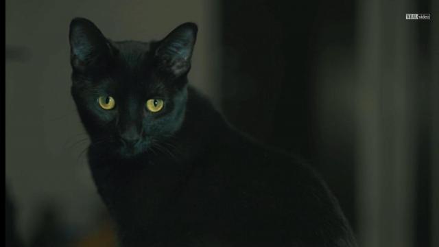 Explained: Black cat folklore and superstitions 