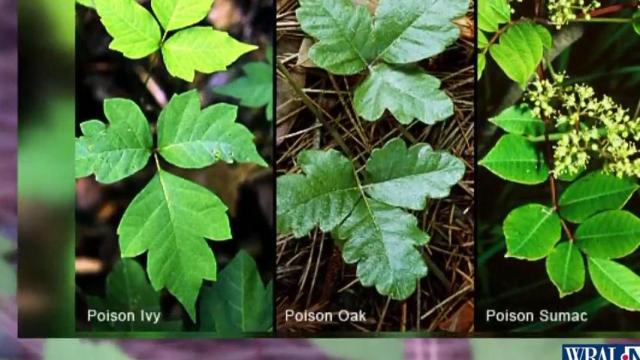 Tips to avoid poison ivy