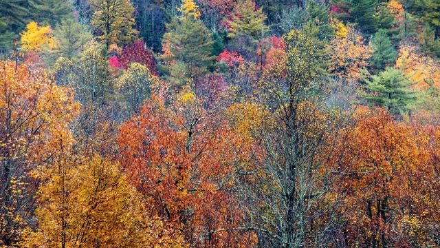 There's more time to see NC fall foliage: warm weather has delayed fall colors 