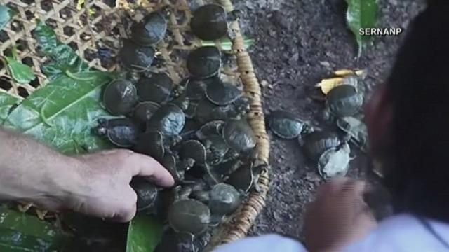 Thousands of baby turtles released into Peruvian river
