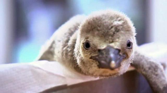Cute alert! Baby penguin born at Czech zoo