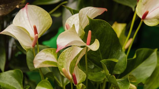 On Instagram, houseplant sellers turn likes into green thumbs