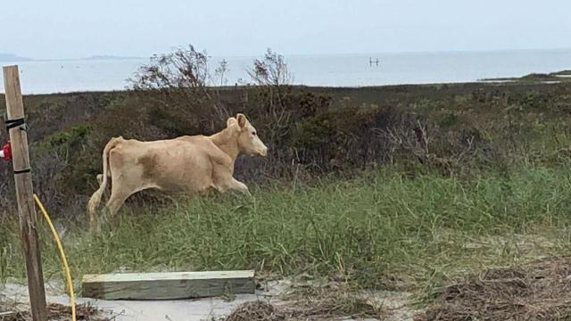 Wild cows who showed up at Cape Lookout after Hurricane Dorian returned to Cedar Island