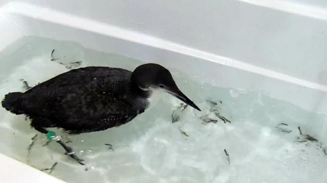 Wisconsin couple have loon-y mission
