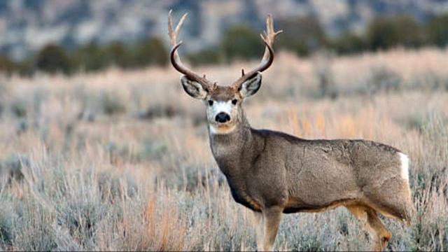 Father and daughter, mistaken for deer, are fatally shot, officials say