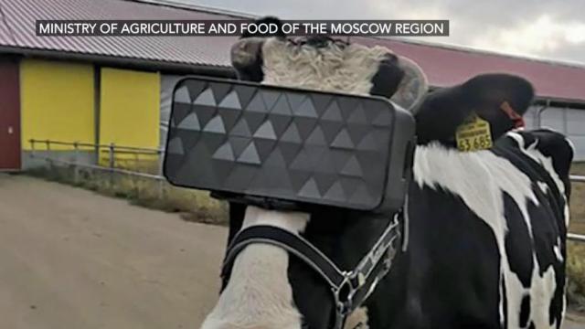 Dairy farmers in Russia using virtual reality to produce better milk