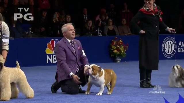 Thor the bulldog wins National Dog Show