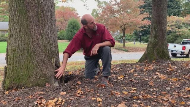 'Zombie trees' an issue for homeowners in the winter, experts say