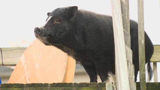 Twisted tale: Neighbors help pig left on porch of Kentucky home after owners move
