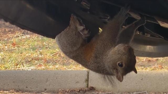 Squirrel gets stuck in bumper of news van