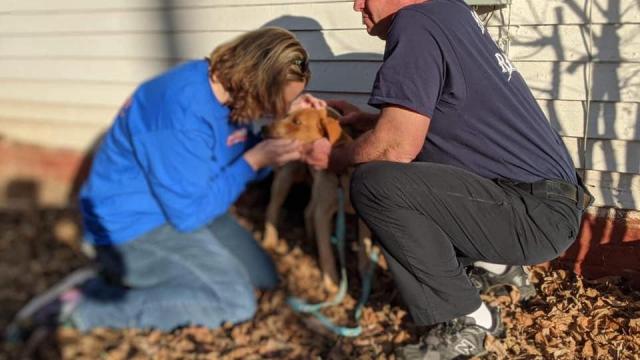 Stray dog, new puppies rescued from crawl space of Roxboro home