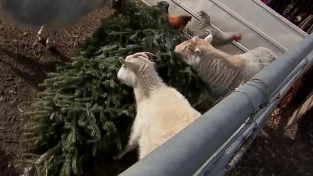 Farm feeds donated Christmas trees to goats