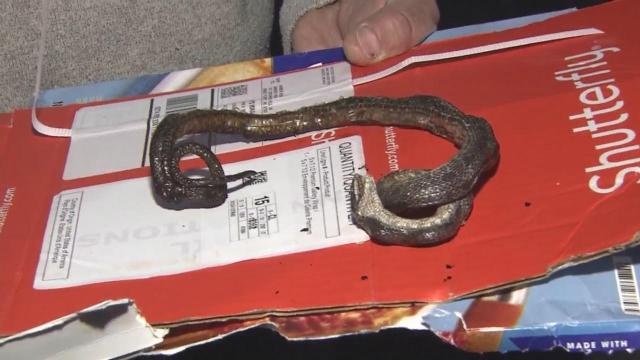 Snake found in oven as Wake Forest family cooks pizza