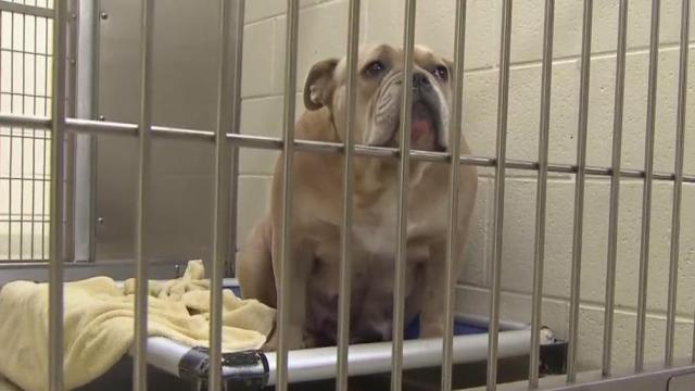 Help needed: Orange County rescues dogs from breeding operation