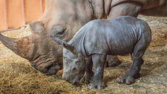 Baby announcement! Third rhino born at NC Zoo in two years