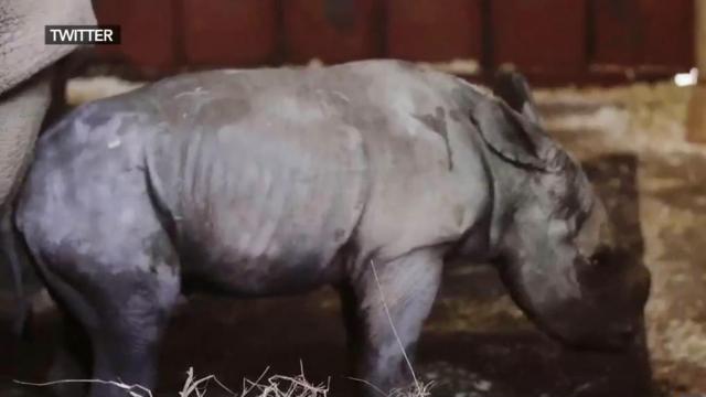 NC Zoo celebrates birth of rare baby rhino
