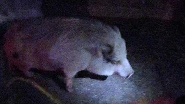 Pork pursuit: Utah cops chase down loose pig