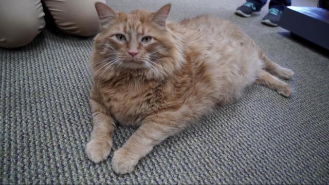 Rotund 35-pound cat finds new home with marathoner