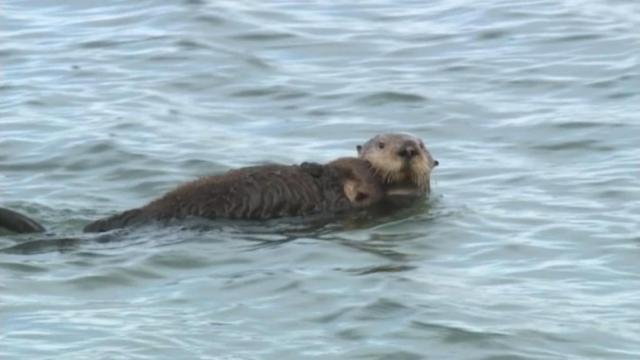 California sees surge in otter pup births