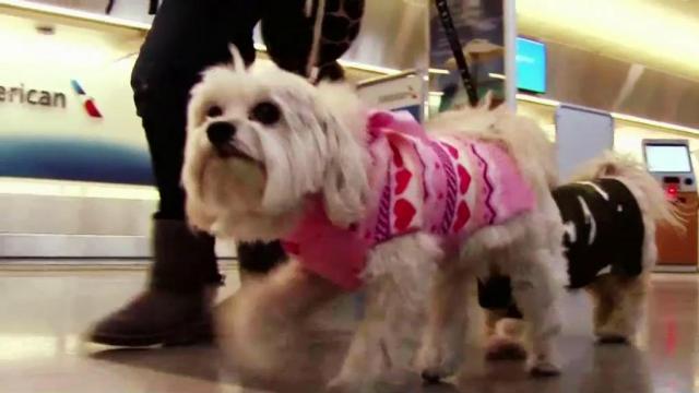 New rules could ban all service animals but dogs on planes