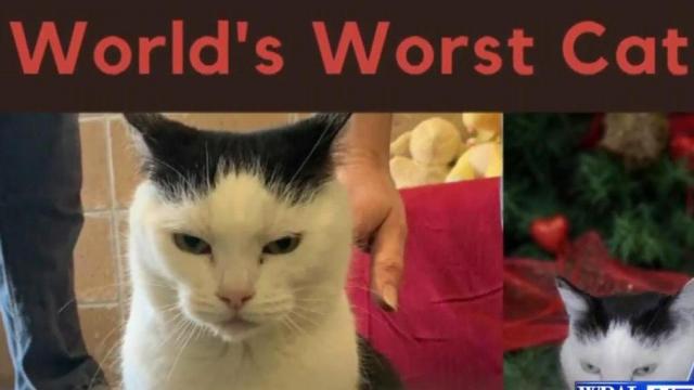 'World's worst cat' seeks home in brutally honest ad
