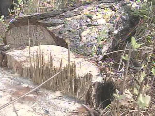 Utility Contractor Cuts Through Protected Woods