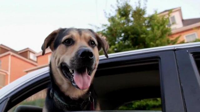 Recommendations: Best car for dogs