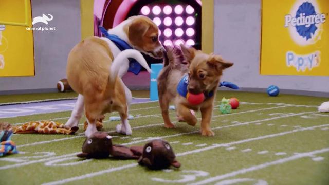 Puppy Bowl XIX: How to watch the other big game