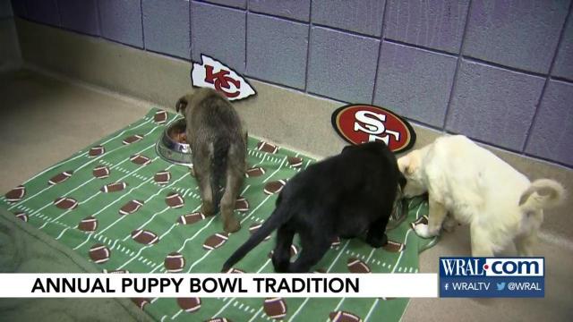 All are winners at Wake SPCA puppy bowl