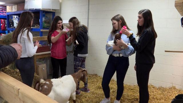 No kidding: High school class cares for baby goats