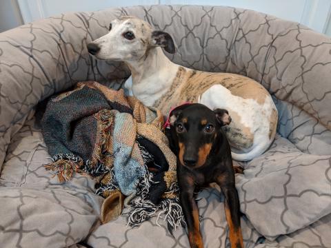 Birdie, a whippet, and Scout, a toy Manchester terrier, are two of Sioux Forsyth-Green's four dogs.