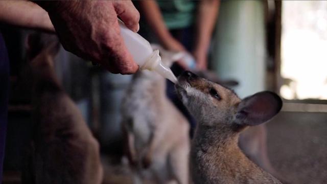 Couple rescues kangaroos