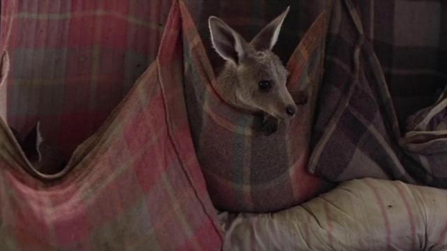 Australian couple cares for kangaroos