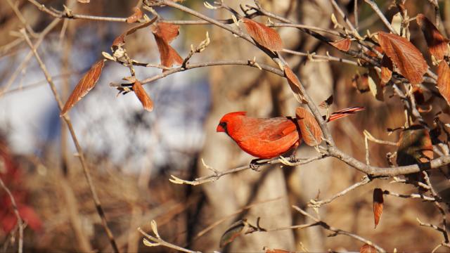 Local parks, museums line up Great Backyard Bird Count programs this week