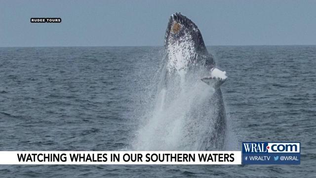 Want to see the whales? Humpback whale-watching tour opens just 3 hours from Triangle