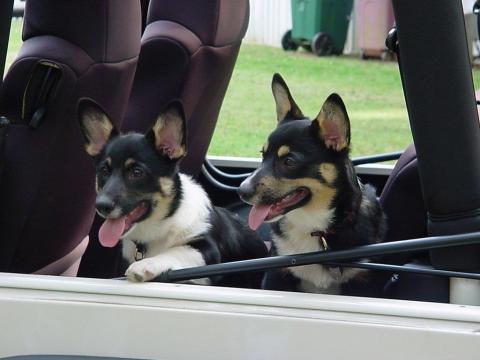 Cheryl West sent in a photo of her dogs Bruce and Ollie. They are Pembroke Welsh Corgis. Cheryl says 14-year-old Bruce has been watching TV since he was very young and that he growls at scary scenes.