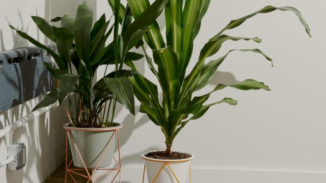 Five houseplants that help provide stress relief