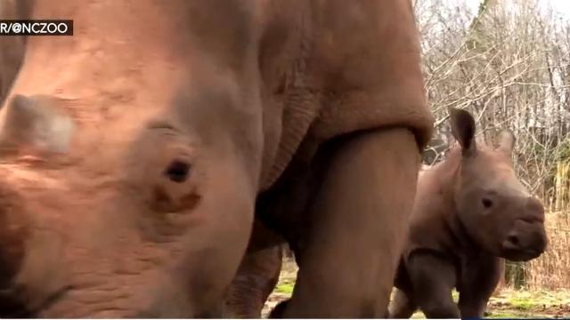 NC Zoo shows off newest resident in rhino calf