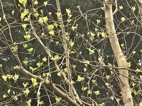 Trees in bloom in Cary are a sign of 'the winter that never was,' according to Bill Leslie.