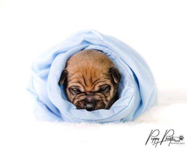 Pregnant homeless chihuahua has photoshoot. Photography by Puppy Prints Photography