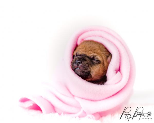 Pregnant homeless chihuahua has photoshoot. Photography by Puppy Prints Photography