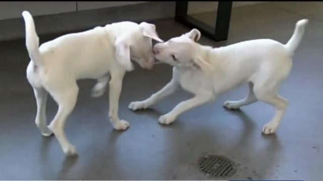 Deaf and blind puppy has her own guide dog ... her brother