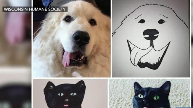 Pet drawing fundraiser for Wisconsin Humane Society goes viral